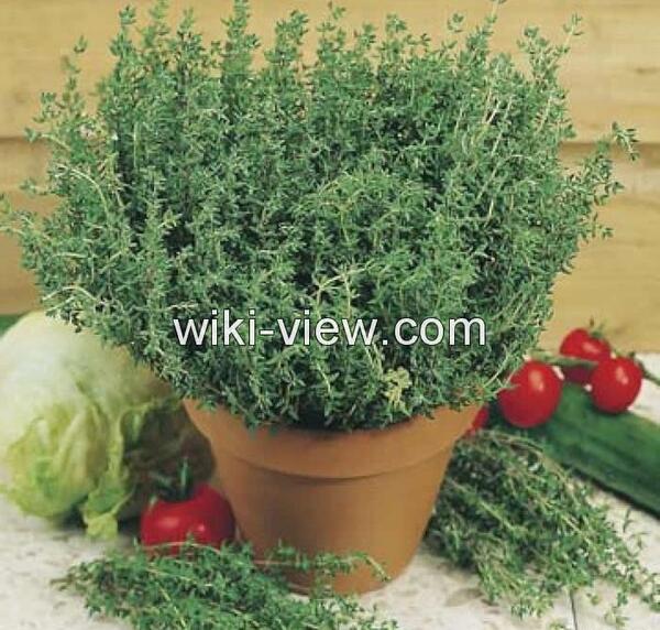 عکس از آویشن شیرازی