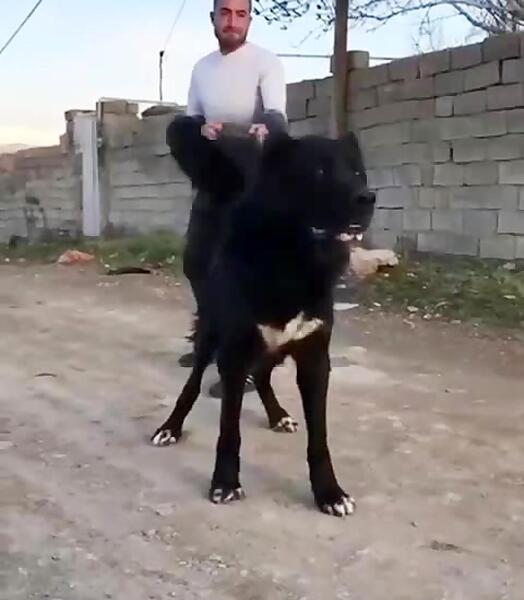 عکس سگ علی پلنگ