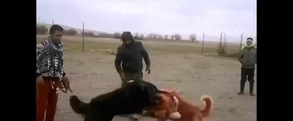 عکس سگ علی پلنگ