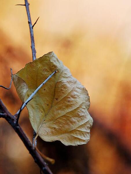 عکس برگ خشکیده پاییزی