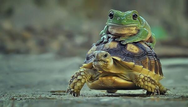 عکس لاک پشت و قورباغه
