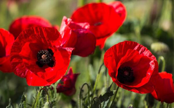 عکس گل شقایق وحشی