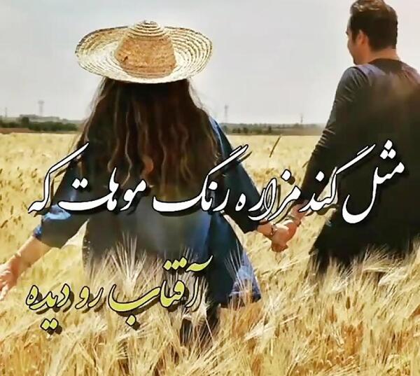 عکس گندم زار عاشقانه