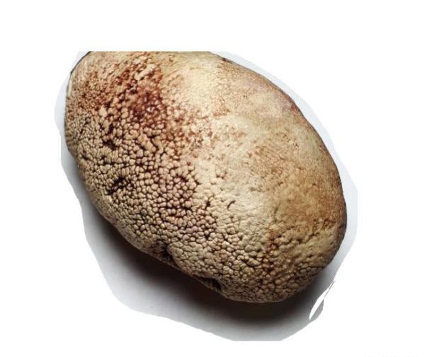 عکس سنگ خرمهره
