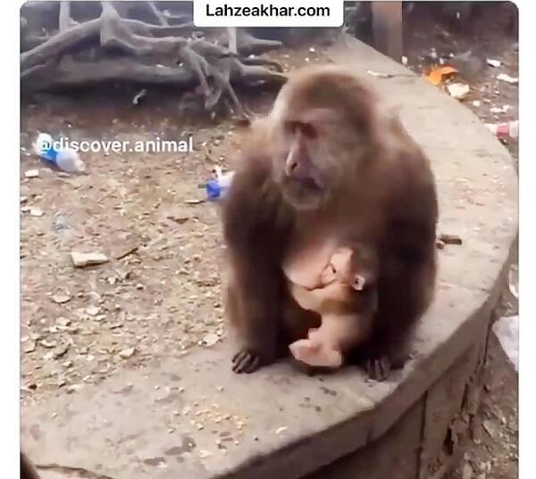 عکس میمون و بچش