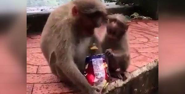 عکس میمون و بچش