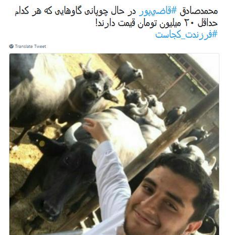 عکس گاو خنگ