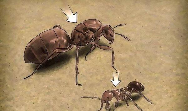 عکس ملکه مورچه ها