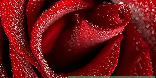 عکس تصویر زمینه گل رز