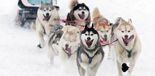 عکس سگ هاسکی قوی