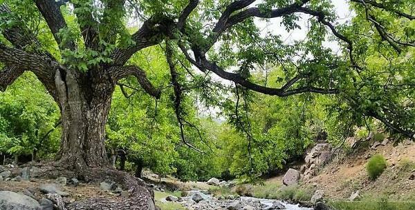 عکس جاهای دیدنی راین