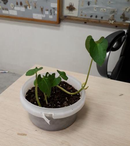 عکس کاشت لوبیا در گلدان