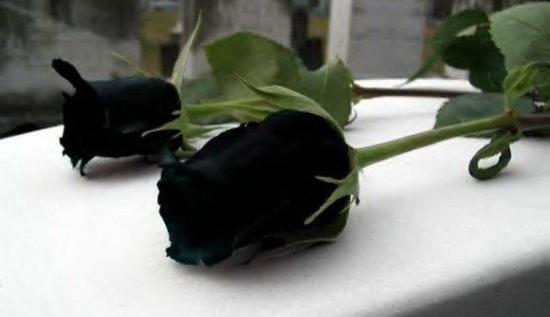 عکس گل رز تیره