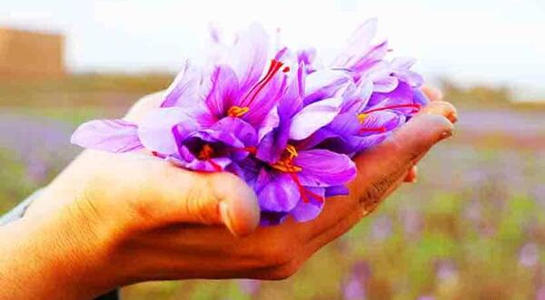 عکس زعفران شیک