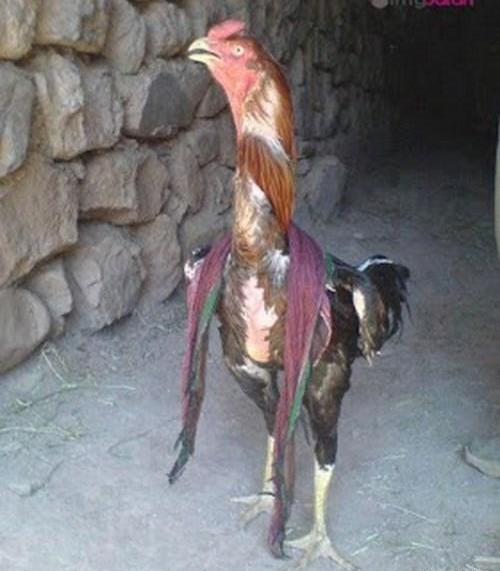 عکس خنده دار و جالب