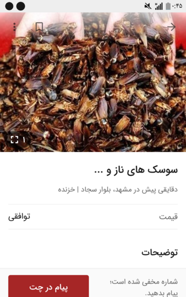 عکس سوسک چت
