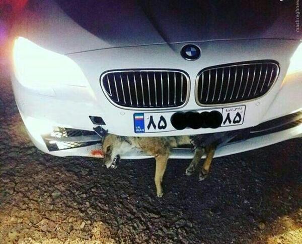 عکس روباه در شب