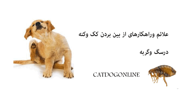 عکس کنه روی بدن گربه