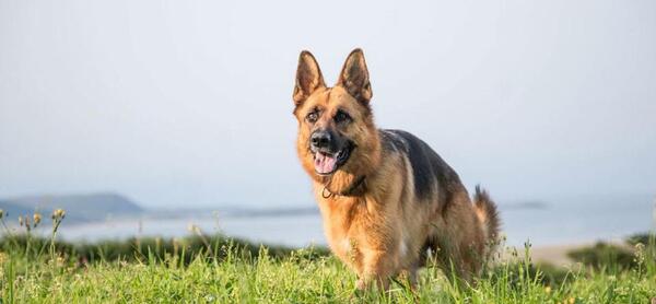 عکس سگ ژرمن ورک لاین