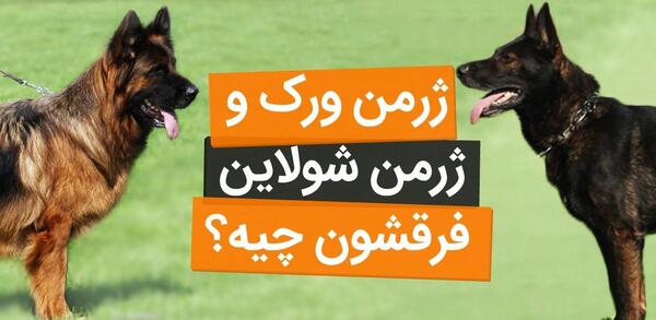 عکس سگ ژرمن ورک لاین