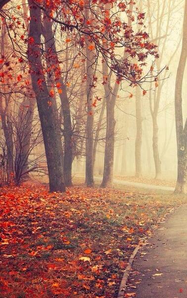 عکس تصویر زمینه ی پاییز