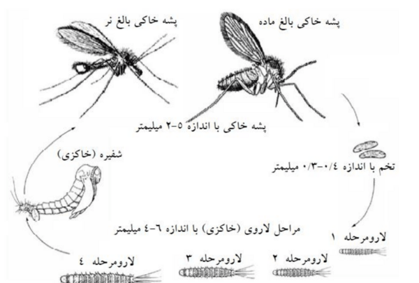 عکس پشه ناقل سالک