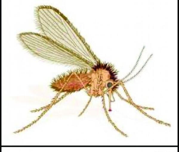 عکس پشه ناقل سالک