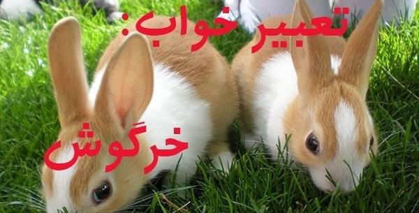 عکس شپش خرگوش