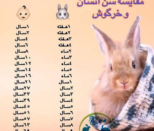عکس شپش خرگوش