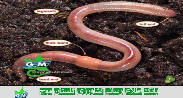 عکس کرم خاکی با ذره بین