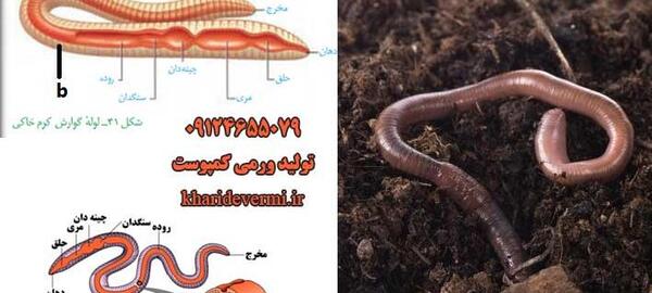 عکس کرم خاکی با ذره بین