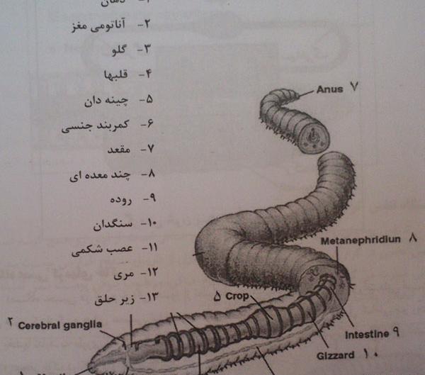 عکس کرم خاکی با ذره بین