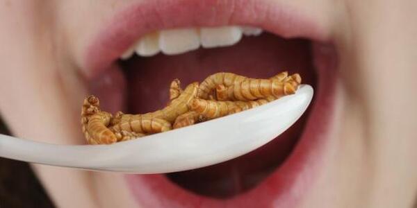 عکس سوسک کباب شده