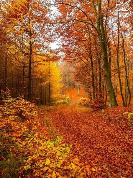 عکس پاییز جذاب