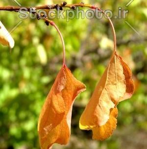 عکس برگ پاییزی طبیعی