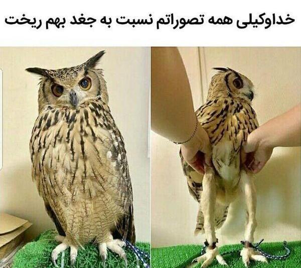 عکس سوسک خنده دار