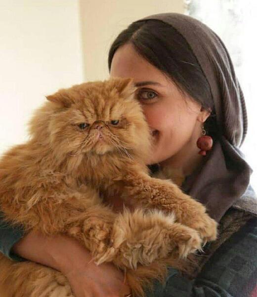 عکس گربه خانگی پشمالو