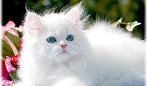 عکس گربه خانگی پشمالو