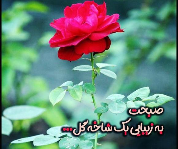 عکس تصاویر گلهای زیبا برای صبح بخیر