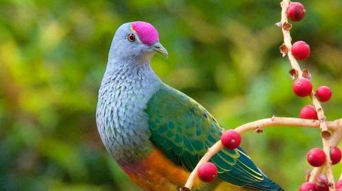 عکس حیوانات زیبای جهان