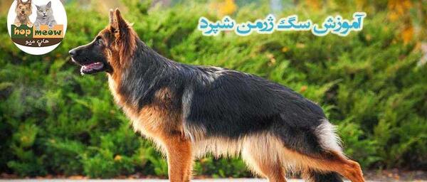 عکس سگ ژرمن توله