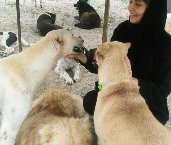 عکس سگ ساعد سهیلی