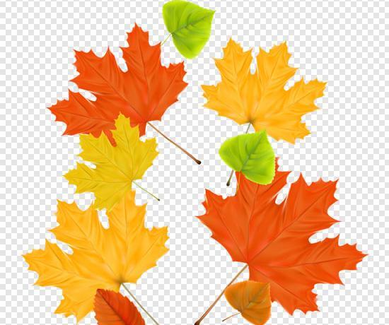 عکس برگهای زیبای پاییزی