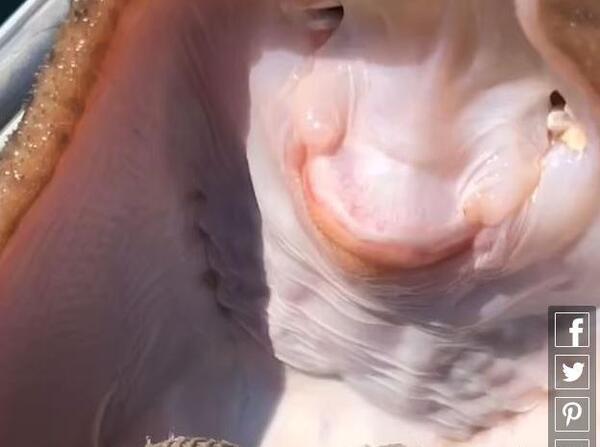 عکس سفره ماهی