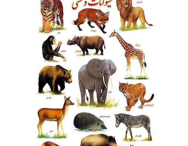 عکس حیوانات وحشی برای کودکان