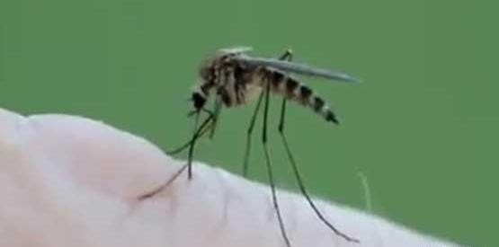 عکس پشه خونخوار