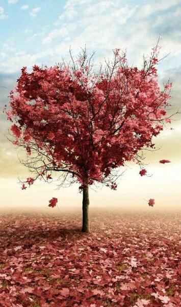 عکس پاییز قلبی