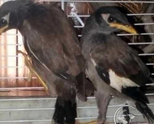 عکس جوجه مینا یک ماهه