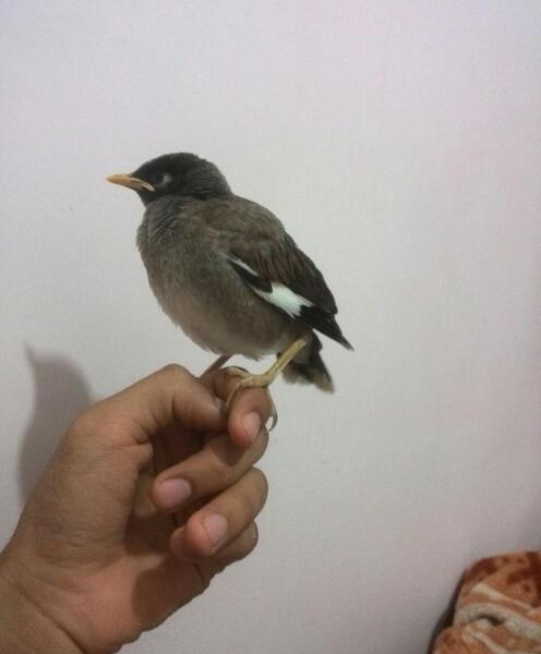 عکس جوجه مینا یک ماهه