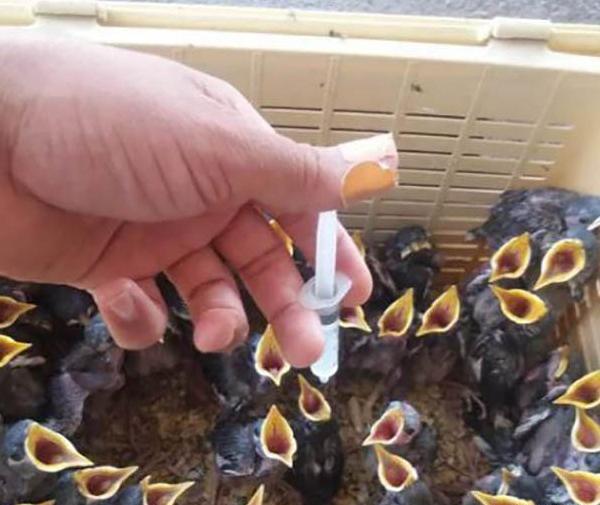 عکس جوجه مینا یک ماهه
